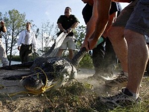 alligator-going-nowhere-01