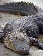 Welcome to Alligator Hunting!
