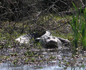 Nuisance Alligator Control Permit: Alligator Hunting in Texas Nuisance Alligator Control Permit: Alligator Hunting in Texas