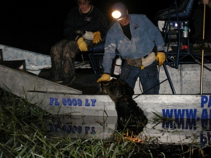 gator hunting boats