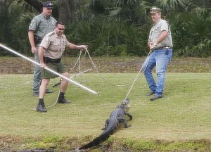 snaring-a-gator-reptile-01