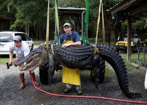 Gator Hunting