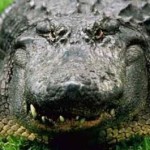 Alligator hunting laws in texas