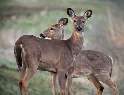 Whitetail Deer Management Plan