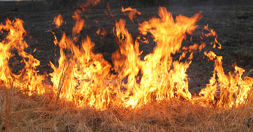 Controlled Burning, Prescribed Burning for Deer and Other Wildlife
