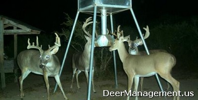 Feeding Protein Pellets to Whitetail Deer for Management