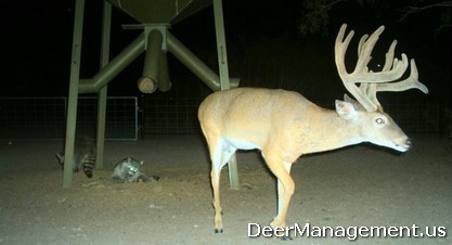 Whitetail Deer Management for Game and Non-Game Wildlife Species
