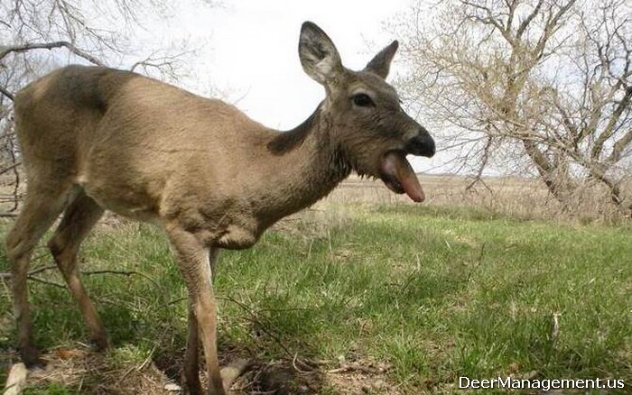 Ehd whitetail deer