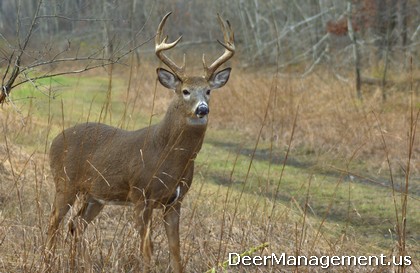 Prime Property Management on Bigger Bucks  Seletive Deer Hunting For Improvement   Deer Management