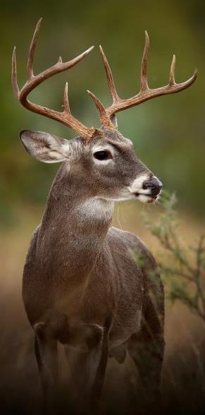 Food Plots for Whitetail Deer Hunting