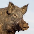 Hunting Hog