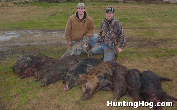 Hunting hogs in texas laws