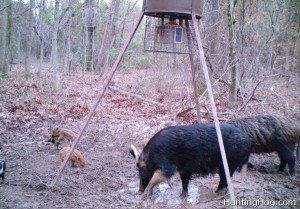 Hog Hunting - Wild Hogs