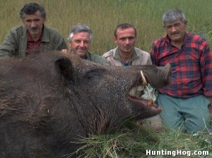 Huge Feral Hog Killed in Texas