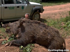 Huge Hog Killed in Texas