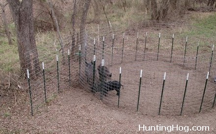 how to make money hunting hogs