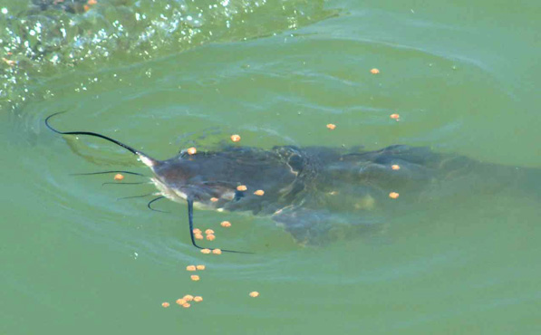 live catfish for ponds