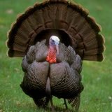 Gobbler Photos