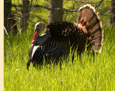 turkey species