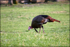 Soil testing will benefit your turkey food plot.