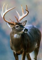 Whitetail Hunting