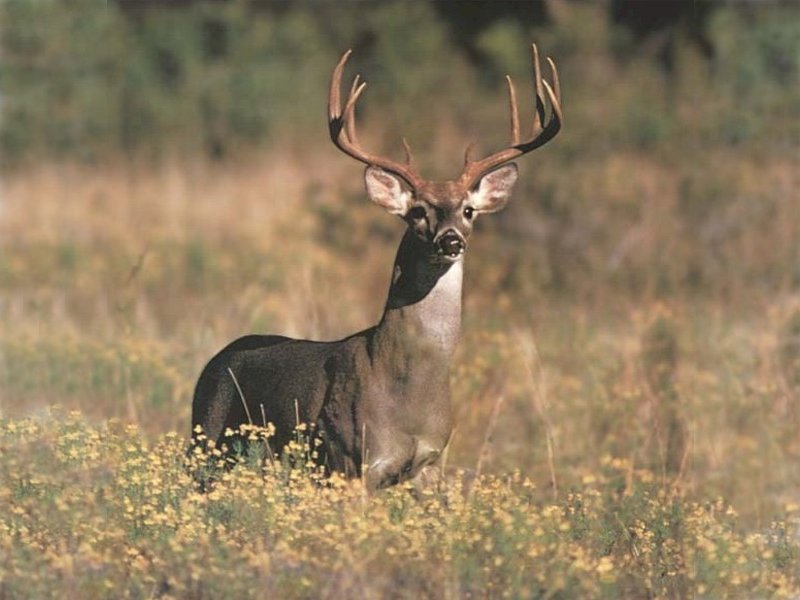 Texas whitetail buck hunts