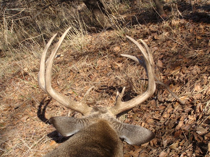 Whitetail hunting trips in texas