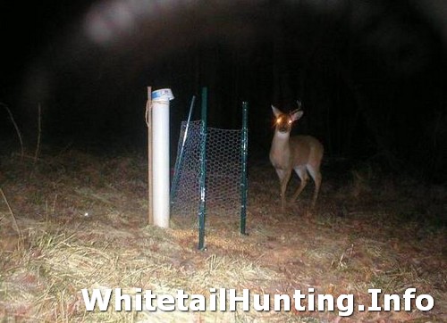 How to Trap Deer