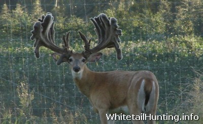 Prime Property Management on Whitetail Deer For Sale  Deer Breeders In Texas   Whitetail Hunting