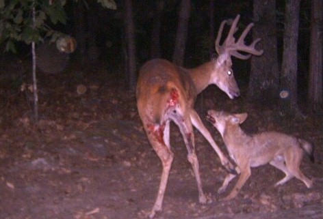 Coyotes Kill Buck in Oklahoma - Whitetail Hunting