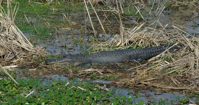 An alligator in marsh habitat