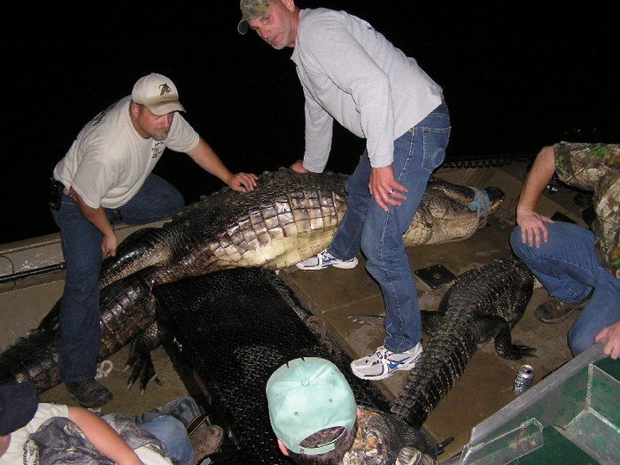 These alligator hunters are loading the boat!