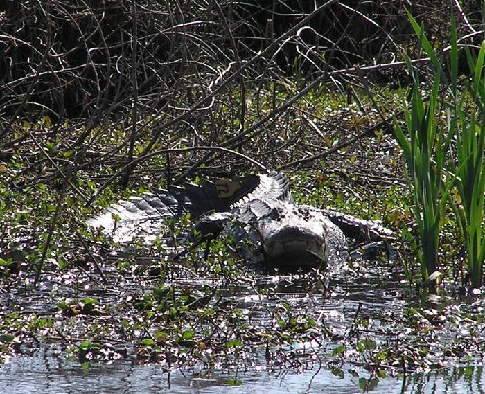 Nuisance Alligator Control Permit: Alligator Hunting in Texas
