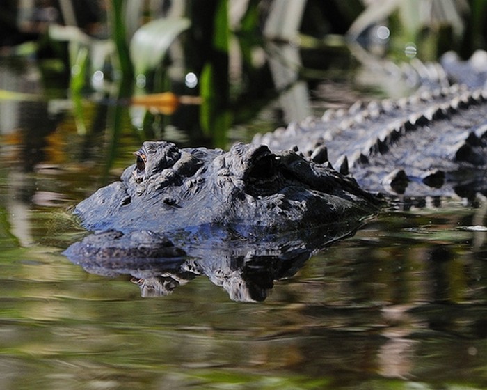 Alligator hunting in Texas takes place during September.