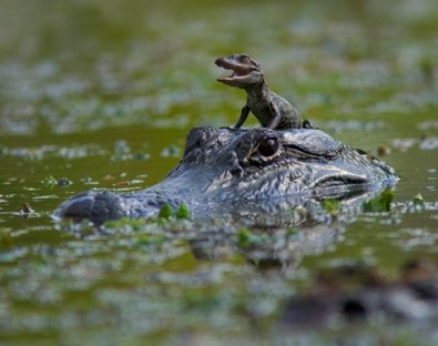 Female alligator with a hatchling