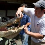 Big South Carolina Alligator