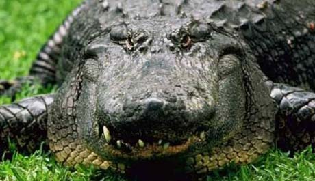 Alligator Hunting in Florida - Alligator Regulations