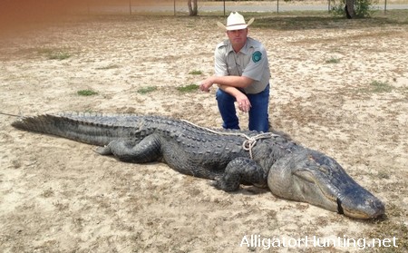 New Texas Alligator Record - 11 feet 3 inches and 800 pounds!