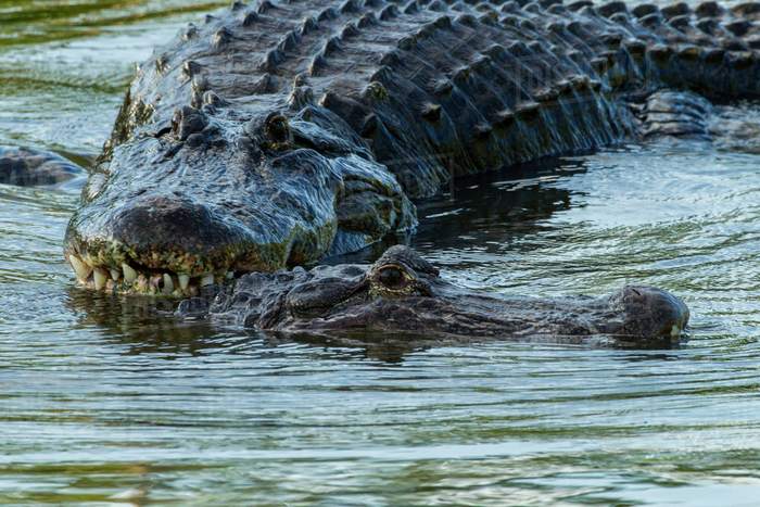 Life History of Alligators