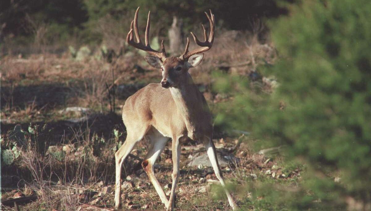 How many deer per acre for a healthy population?