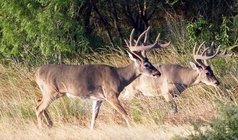 Cameras Surveys for Deer Management