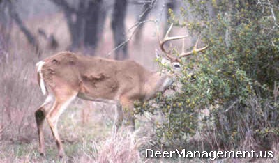 Deer Habitat Management - Managing for Drought, Bigger Bucks and Deer Hunting
