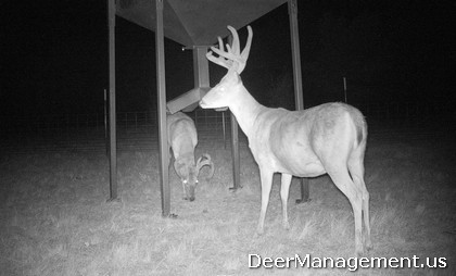 Deer Management: Supplemental Feeding of Whitetail Deer