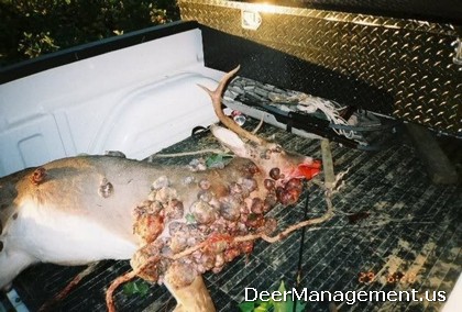Deer Warts: Whitetail Deer Diseases