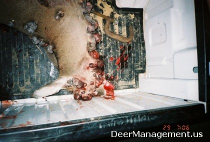 Deer Management: Deer Tumors Caused by Virus