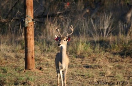 Deer Survey Methods for Whitetail Deer