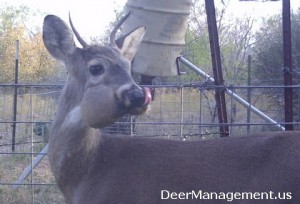 Deer Management | Manage for Better Whitetail!