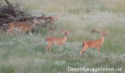 Deer Habitat Management for Fawns