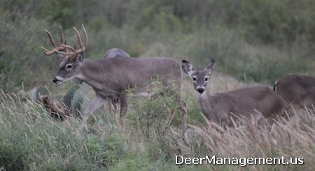 Whitetail Deer Management on Low Fence Property