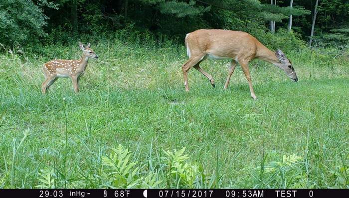 Deer Surveys Help with Harvest, Habitat Management